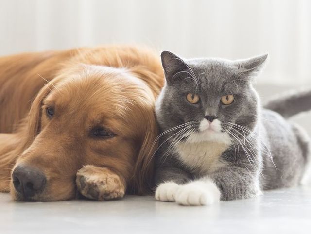 dogs-and-cats-snuggle-together-royalty-free-image-578593548-1553616085